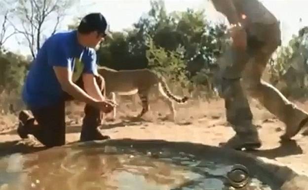 На Адама Сэндлера напал гепард.